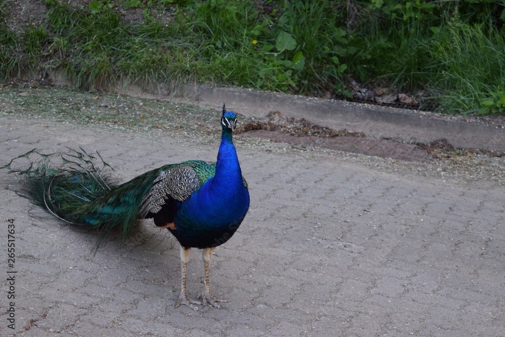 Fototapeta premium Peacock