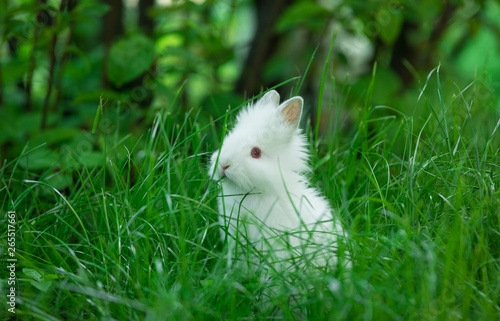 Funny white bunny on a green meadow © serikbaib