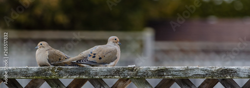 Panorama of two doves on a fence
