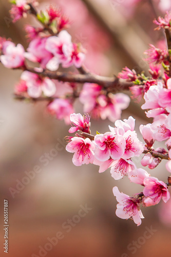 Blooming Peach cherry flowers.