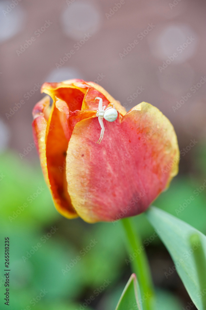 beautiful flowers of my garden in spring beautiful flowers of my garden in spring
