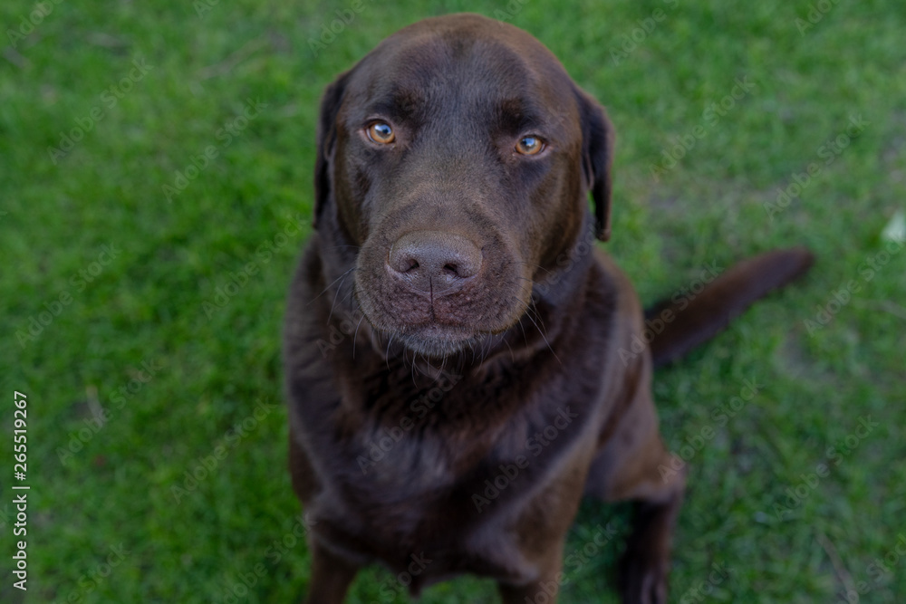 Brauner Labrador mit treuem Blick