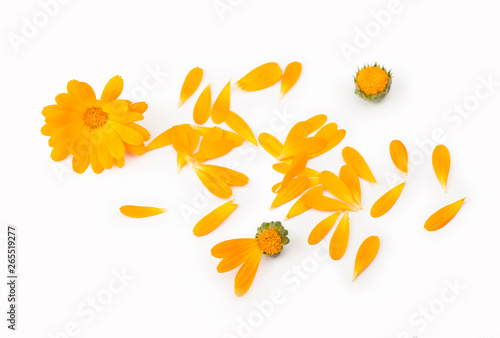 Calendula petals on a white background, top view