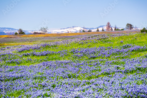 Meadow covered in Sky Lupine  Lupinus nanus  wildflowers  North Table Ecological Reserve  Oroville  California
