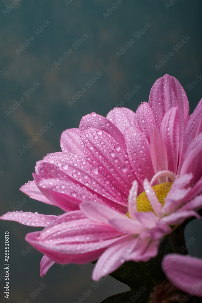 nature background pink chrysanthemum flowers