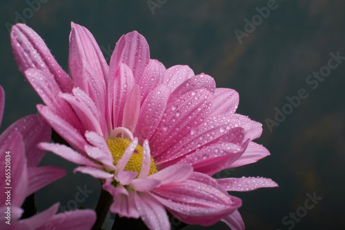 nature background pink chrysanthemum flowers