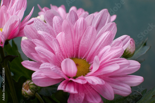 nature background pink chrysanthemum flowers