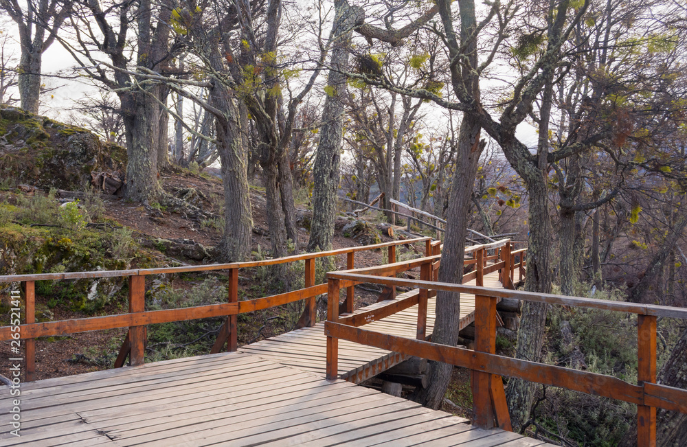 Wooden walkway at a view point of Lapataia bay, in Tierra del Fuego national park, in a winter cloudy day, surrounded by leafless trees in autumn colors with soft light Wooden walkway at a view point of Lapataia bay, in Tierra del Fuego national park, in a winter cloudy day, surrounded by leafless trees in autumn colors with soft light
