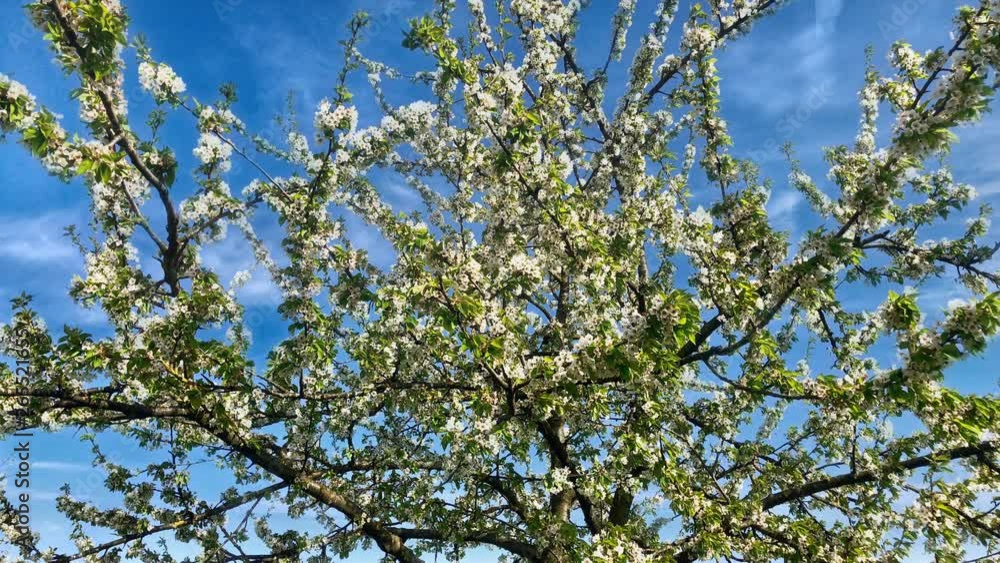 Blossoming apple tree on a sunny spring day Blossoming apple tree on a sunny spring day