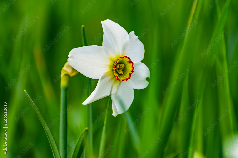 Spring flower Narcissus with yellow-red core and white petals, growing among the green grass. April and may. Juicy colors of Sunny warm day. Floral natural background. Spring flower Narcissus with yellow-red core and white petals, growing among the green grass. April and may. Juicy colors of Sunny warm day. Floral natural background.