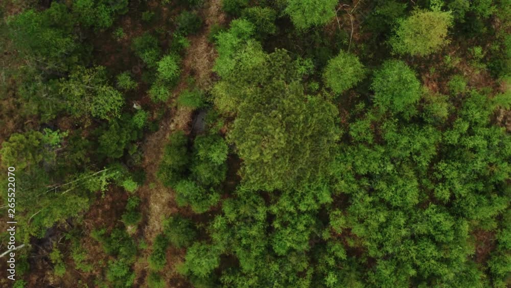 Swedish forest