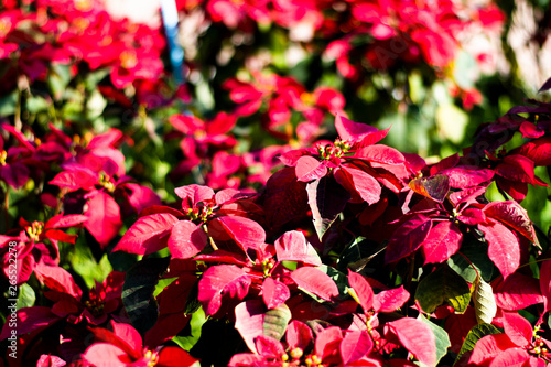 Christmas star at garden.