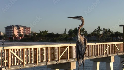Great Blue Heron Bird Sitting on the Wooden Railing of Fort Myers Fishing Pier in Florida at Dusk photo