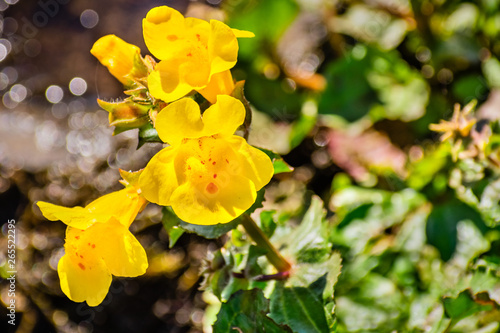 Close up of Seep monkey flower (Mimulus guttatus) blooming in North Table Mountain Ecological Reserve, Oroville, California