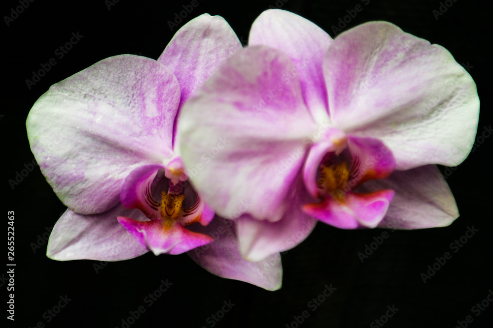 Elegant flower of a purple phalaenopsis orchid isolated on a black background. Elegant flower of a purple phalaenopsis orchid isolated on a black background.
