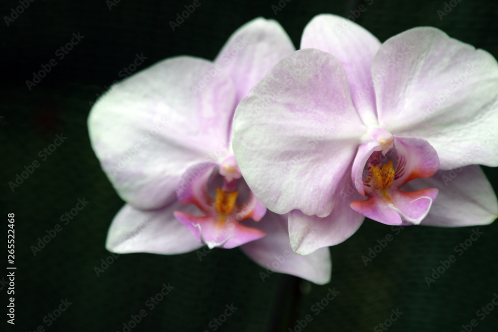 Elegant flower of a purple phalaenopsis orchid isolated on a black background. Elegant flower of a purple phalaenopsis orchid isolated on a black background.