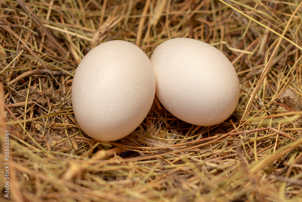 chicken homemade eggs are in a nest of hay hen laid eggs