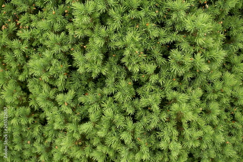young coniferous trees background