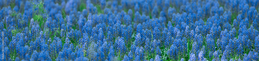 bright colorful background of blue flower plants bright colorful background of blue flower plants