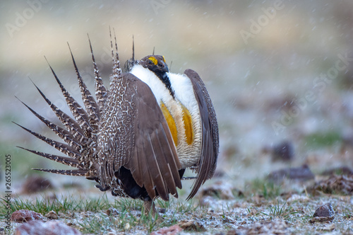 Male Great Sage Grouse, Centrocercus urophasianus, performing mating display on a breeding ground with light snow in the background.