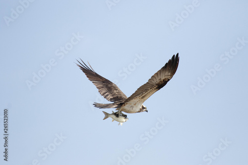 Balbuzard-pêcheur © stelem