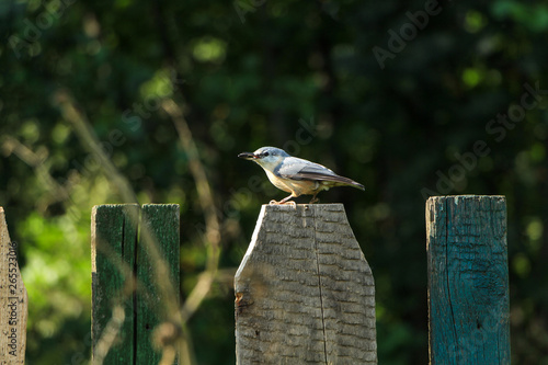 A small bird sits on a wooden fence. © dmitriylishik