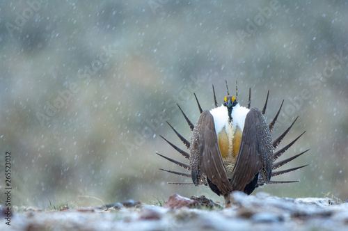 Male Great Sage Grouse, Centrocercus urophasianus, performing mating display on a breeding ground with light snow in the background.