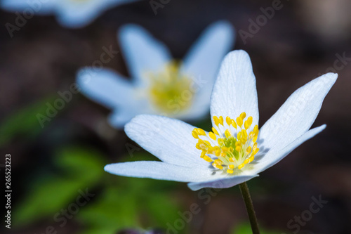 The macro shot of the beautiful spring forest flower. White and blue lobes with yellow stamens and pestle