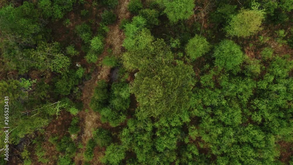 Swedish forest