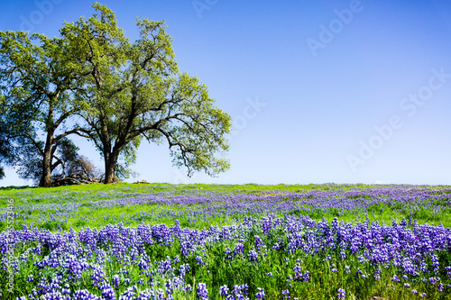 Oak trees growing on a meadow covered in blooming lupine wildflowers on a sunny spring day; North Table Mountain Ecological Reserve, Oroville, California