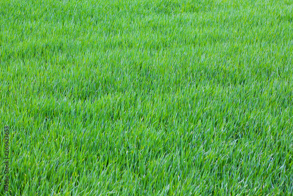 Obraz premium Texture of bright green grass, top view_