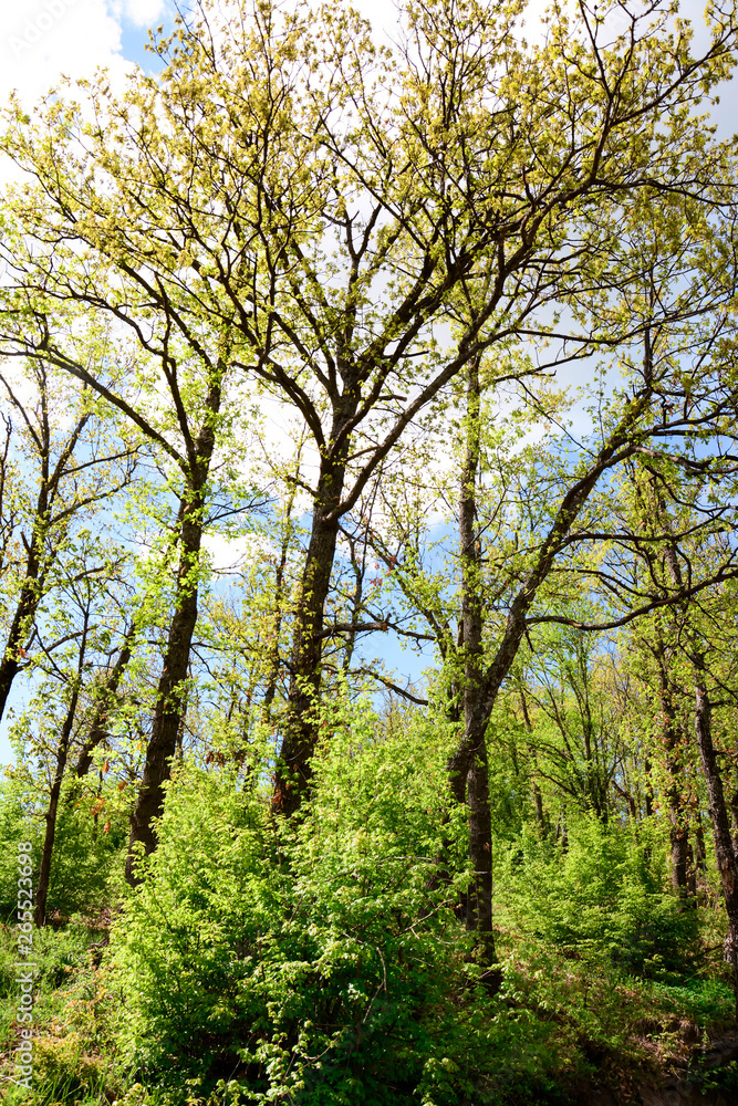 Thick green forest, nature wood sunlight wallpaper, beautiful natural scenery. Vertical. Thick green forest, nature wood sunlight wallpaper, beautiful natural scenery. Vertical.