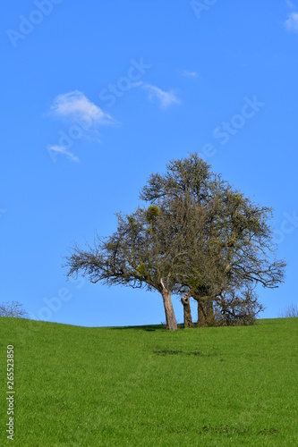 Bare trees with mistletoe in early springtime. photo