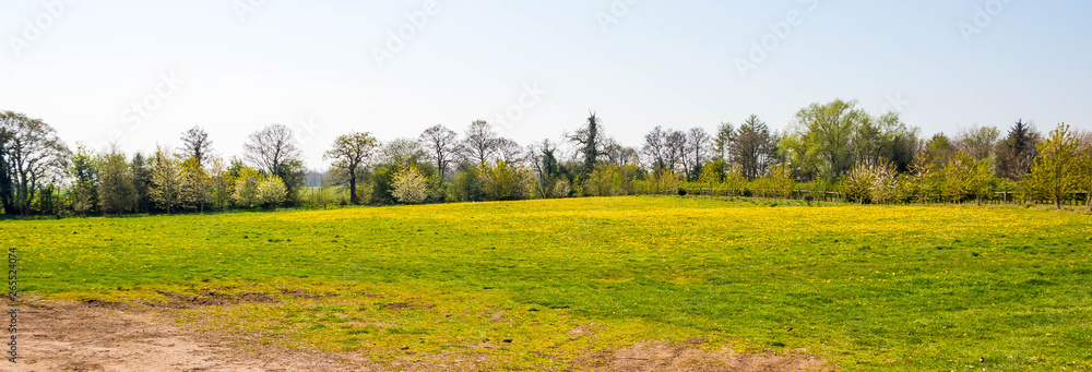 Wild meadow at Alderford Lake in North Shropshire in spring