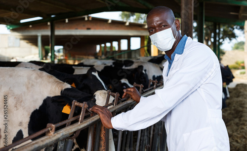African-American male veterinarian inspecting cows