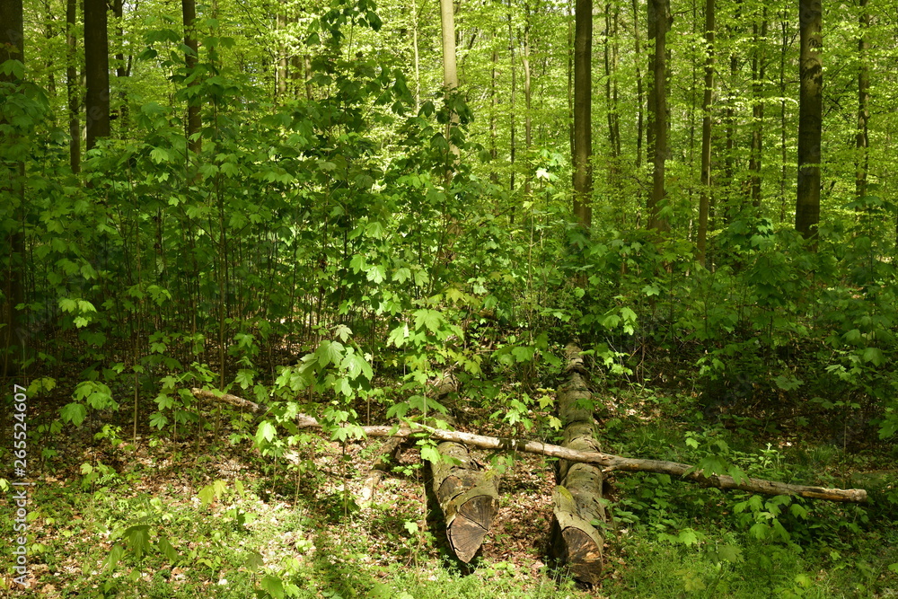 Obraz premium Lumière du soleil sur l'un des buissons au bois des Capucins à Tervuren