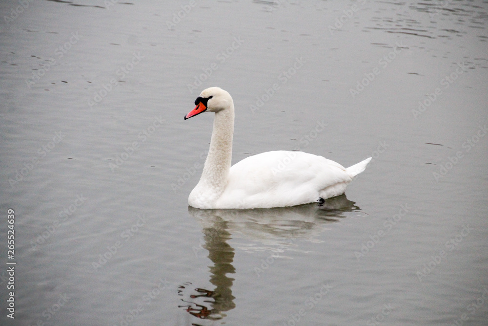 Fototapeta premium Schwan