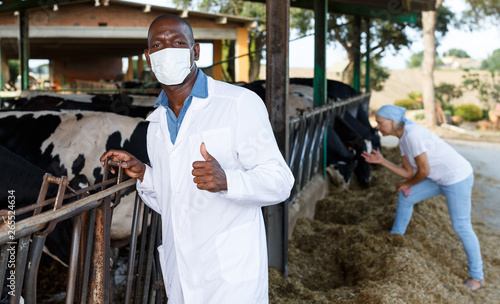 Man veterinary in bathrobe taking care cows at the cow farm