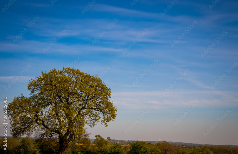 Obraz premium Blue skies with white blossom, oil seed rape field, fields, Hills and cool clouds
