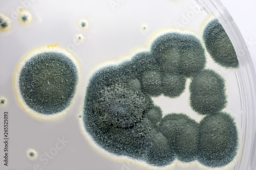Εκτύπωση καμβά Colonies of Penicillium fungi grown on Sabouraud Dextrose Agar