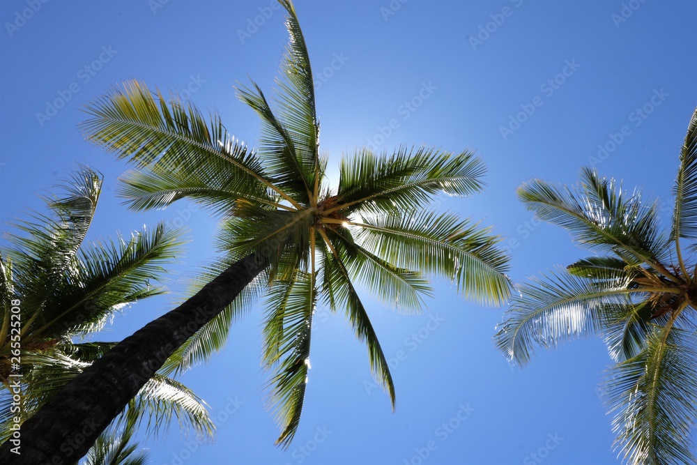 Looking up at a palm tree set against a perfect blue sky with the sun blocked by its large green fronds.