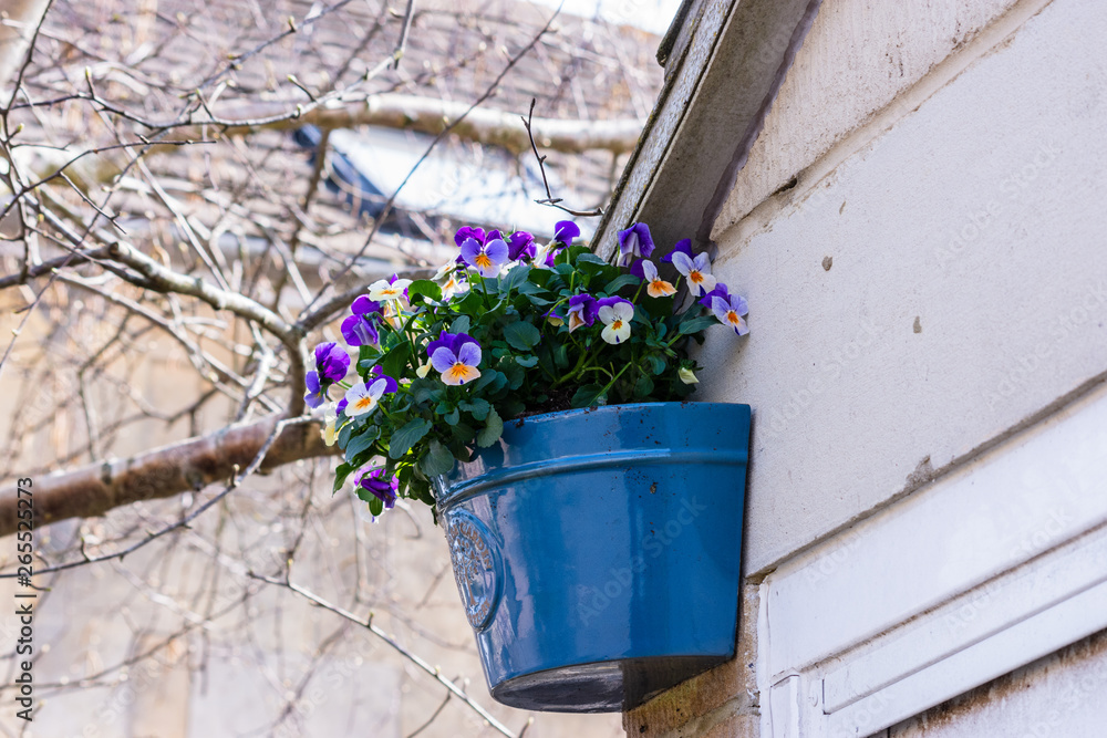 A blue ceramic planter filled with viola flowers fixed to a garage wall