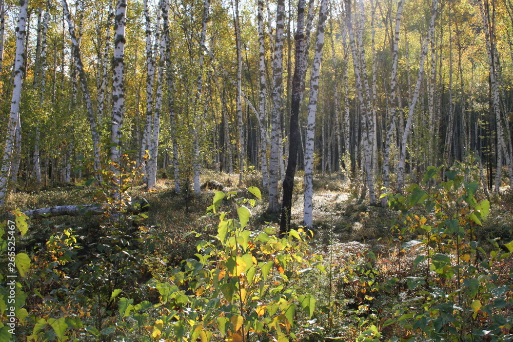 Fototapeta premium day in the autumn birch grove
