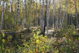 day in the autumn birch grove