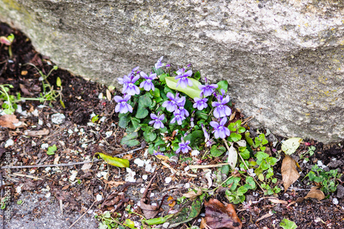 A cluster of ommon Dog Violet - Viola riviniana growing at the base of a wall