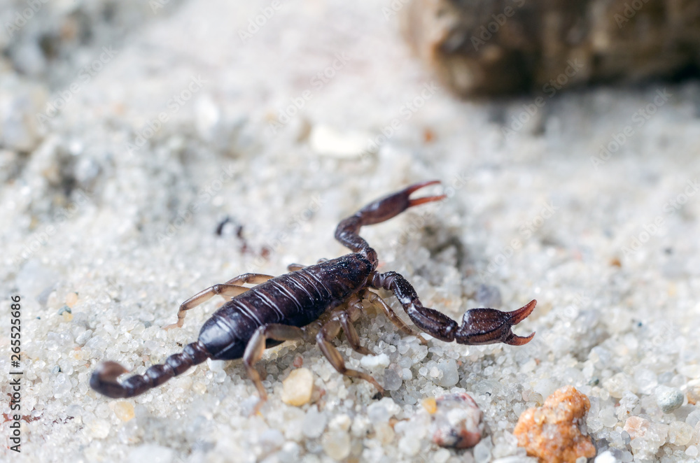 Scorpion creeps on the sand close up Scorpion creeps on the sand close up