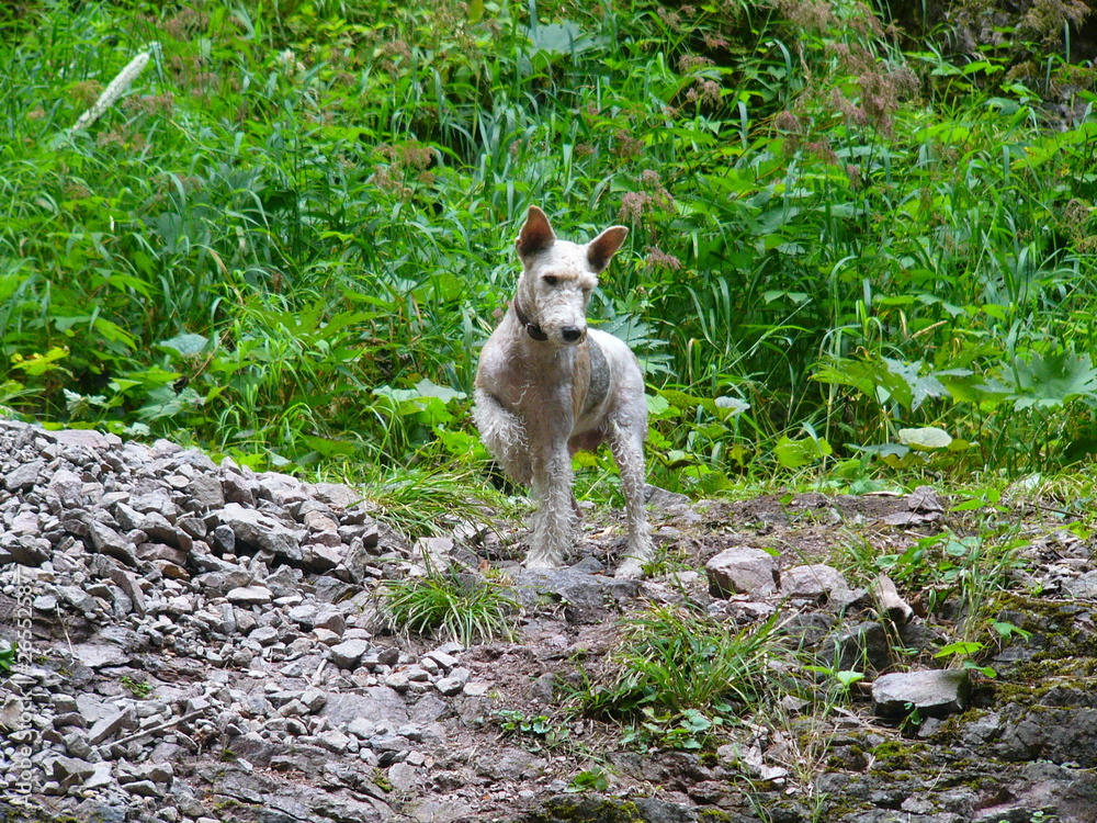 terrier dog in the woods on the rocks