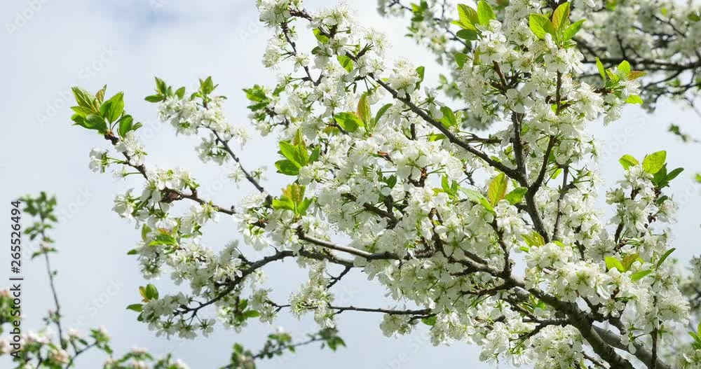 Cherry flowering. White blossoms on tree. Spring nature Cherry flowering. White blossoms on tree. Spring nature