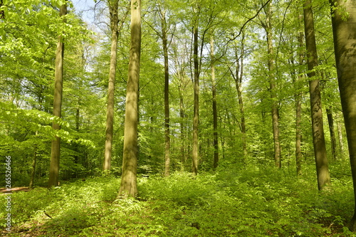 La végétation luxuriante au printemps au bois des Capucins à Tervuren