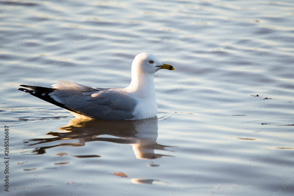 Adult ring-billed gull floating on the calm golden blue water of the St. Lawrence River during an early spring morning, Cap-Rouge area, Quebec City, Quebec, Canada Adult ring-billed gull floating on the calm golden blue water of the St. Lawrence River during an early spring morning, Cap-Rouge area, Quebec City, Quebec, Canada